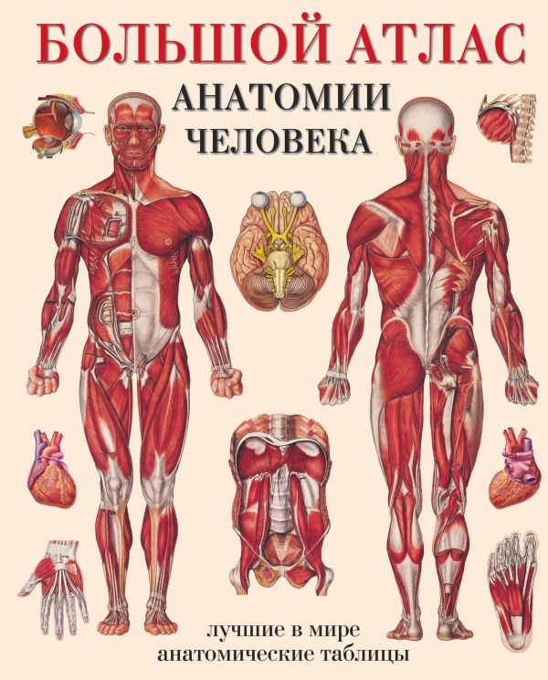 

Большой атлас анатомии человека. (ил. Бехин Петер)