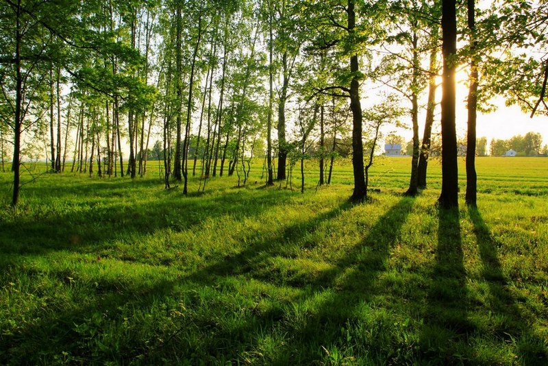 

Картина LaPrint Лужайка 90х60 см