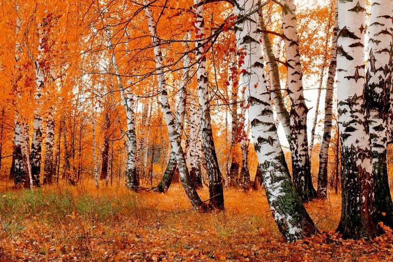 

Картина LaPrint Березовая роща 90х60 см