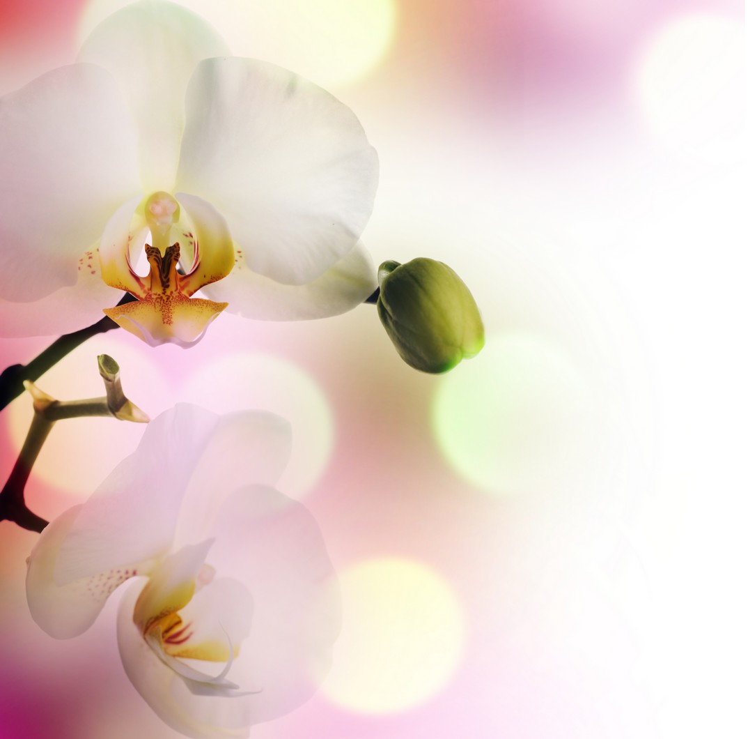 

BeHappy Фотообои: Нежные орхидеи flowers00008 Холст