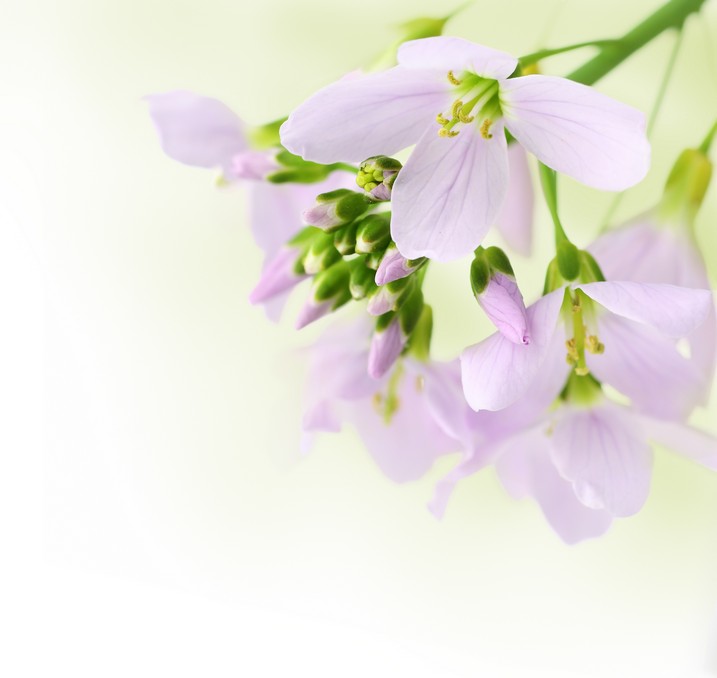 

BeHappy Фотообои: Нежность и очарование flowers00046 Холст