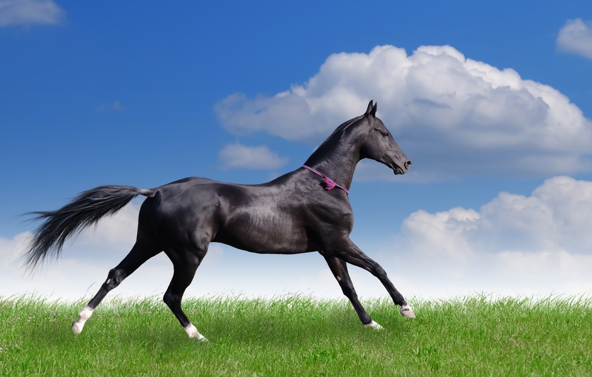

BeHappy Фотообои: Грациозный скакун ANI-024 Холст