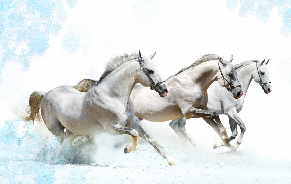 

BeHappy Фотообои: Белые скакуны ANI-023 Холст