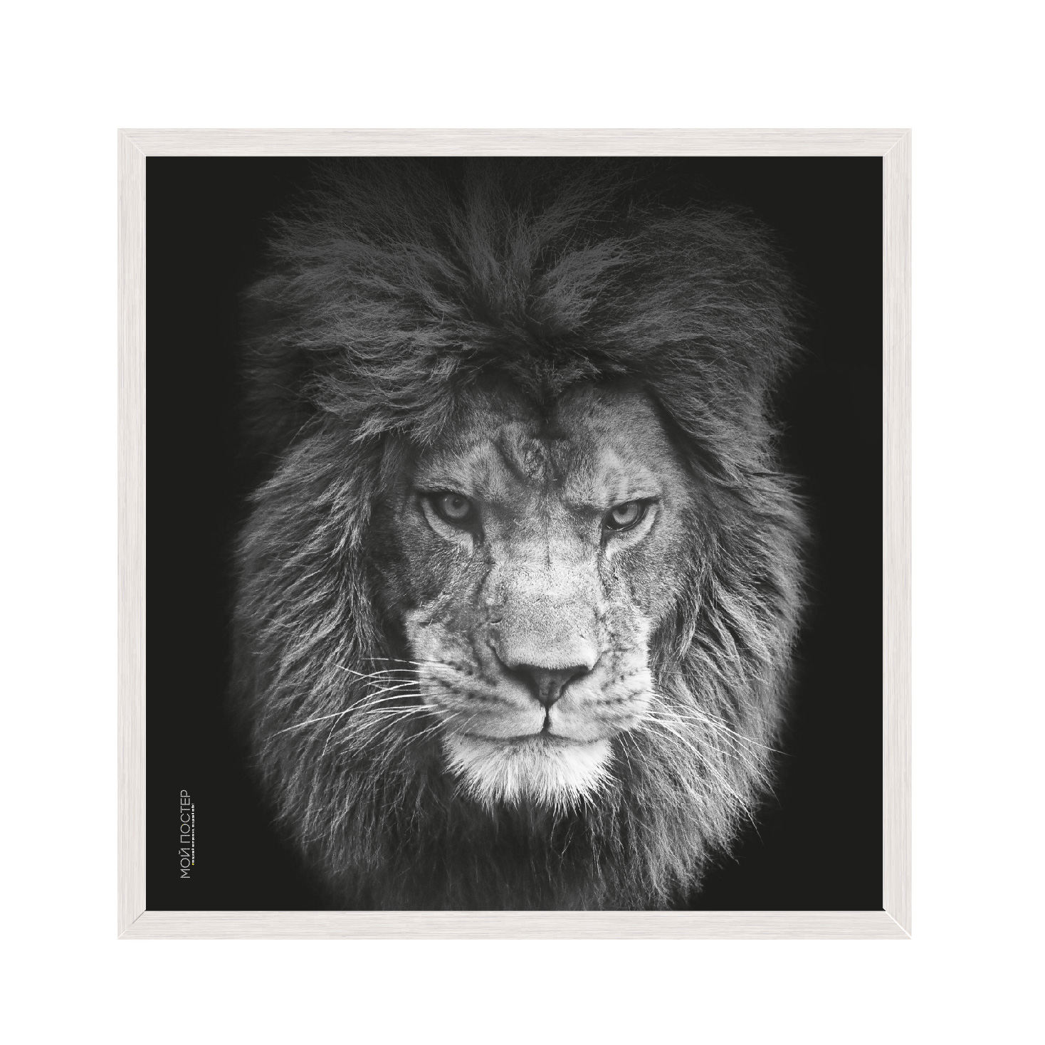 

Постер в рамке MY POSTER с антибликовым стеклом 30х30 см White "Lion vol 5."