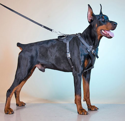 

Шлейка из натуральной кожи для собак Lockdog S (16-29 см) (zoo0000483) Черный