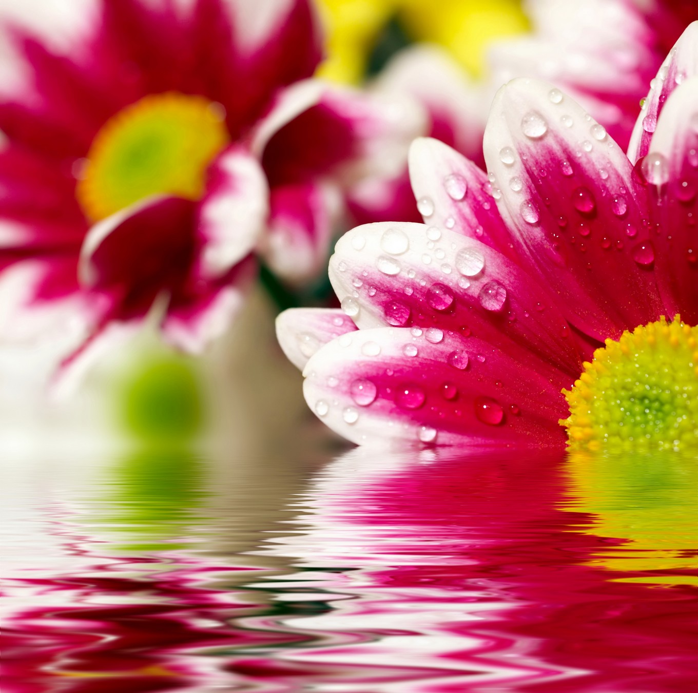 

BeHappy Фотообои: Цветы в отражении flowers00066 Мозаика