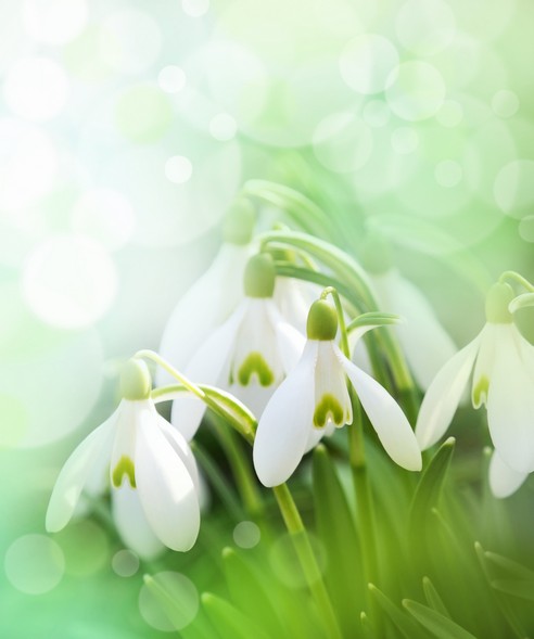 

BeHappy Фотообои: Подснежники flowers00015 Рубин