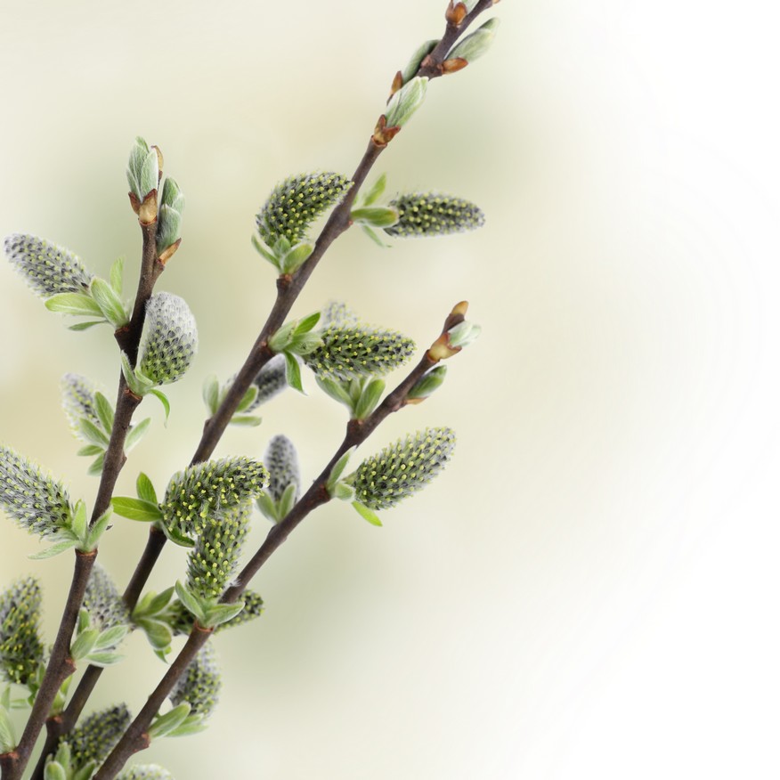 

BeHappy Фотообои: Весенние побеги flowers00047 Рубин