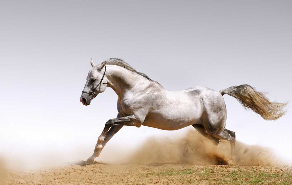 

BeHappy Фотообои: Белый скакун ANI-022 Рубин