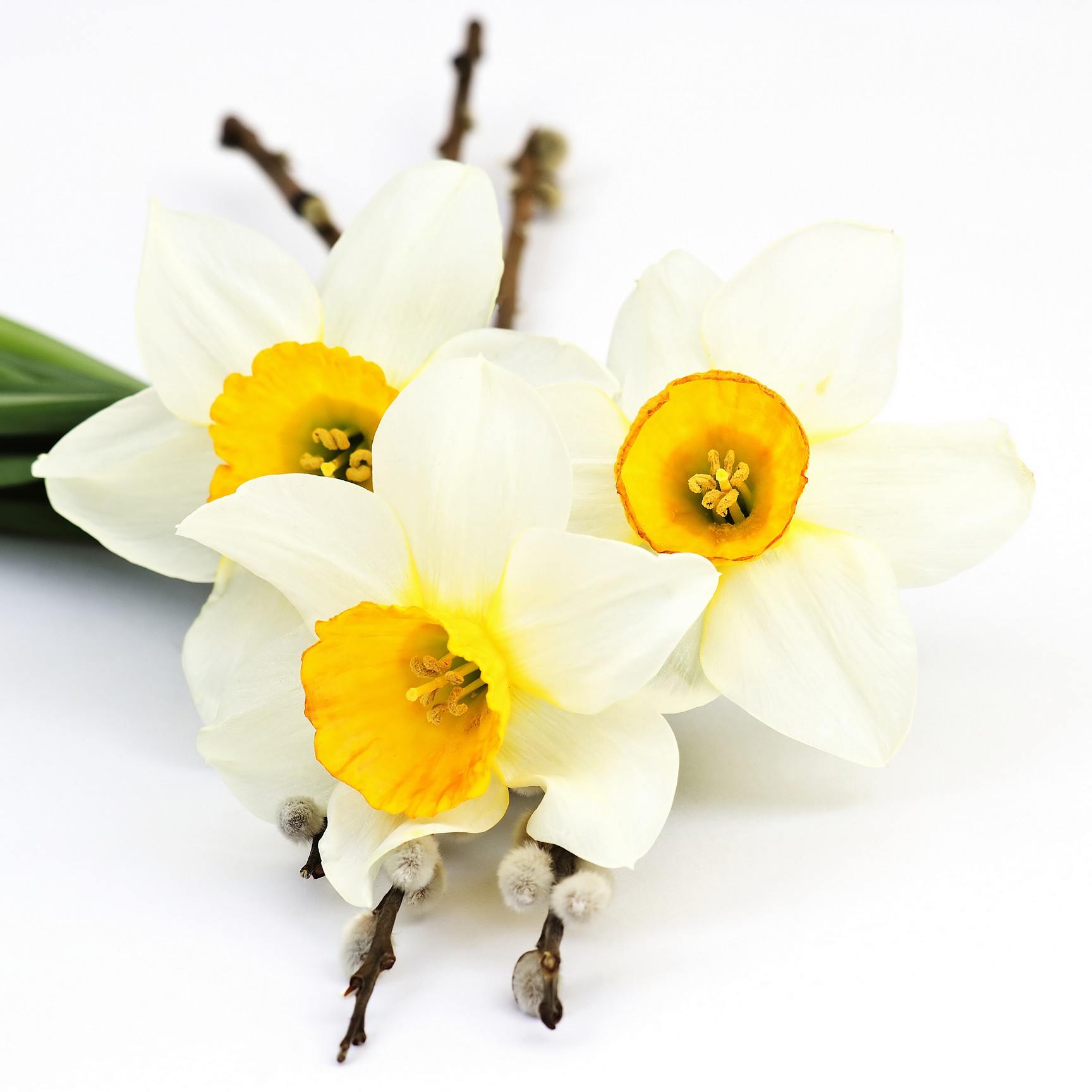 

BeHappy Фотообои: Нарциссы flowers00092 Мозаика