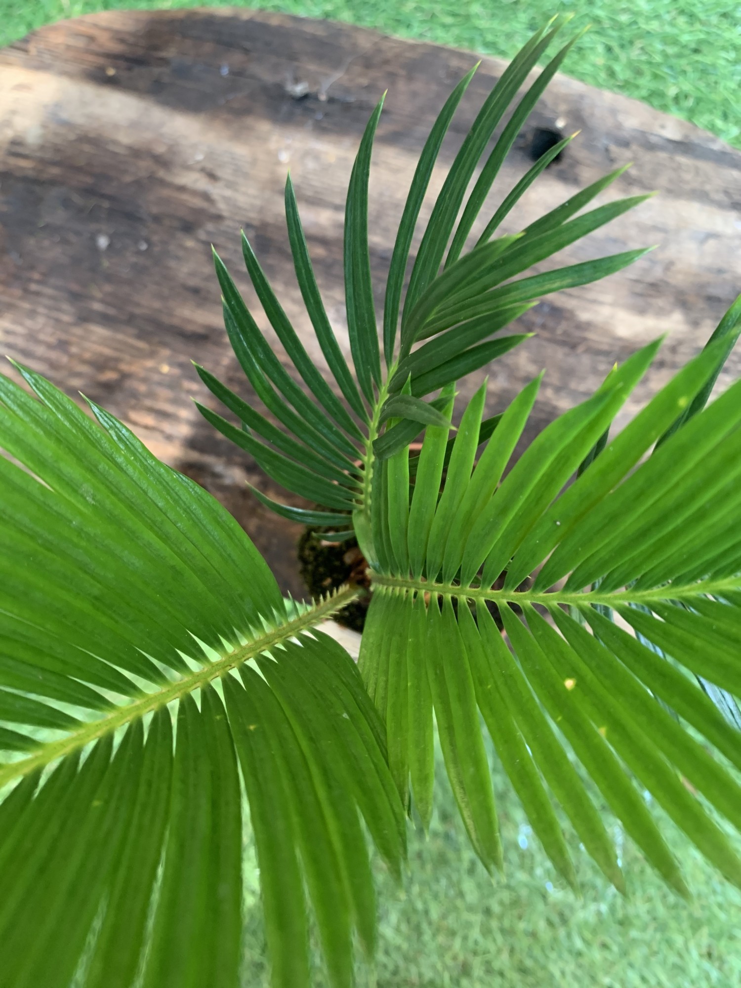 Цикас Революта (Саго́вник поника́ющий) Cycas Revoluta, высота 20 - 30см,  объём горшка 0,5л – фото, отзывы, характеристики в интернет-магазине  ROZETKA от продавца: HG-store | Купить в Украине: Киеве, Харькове, Днепре,  Одессе, Запорожье, Львове