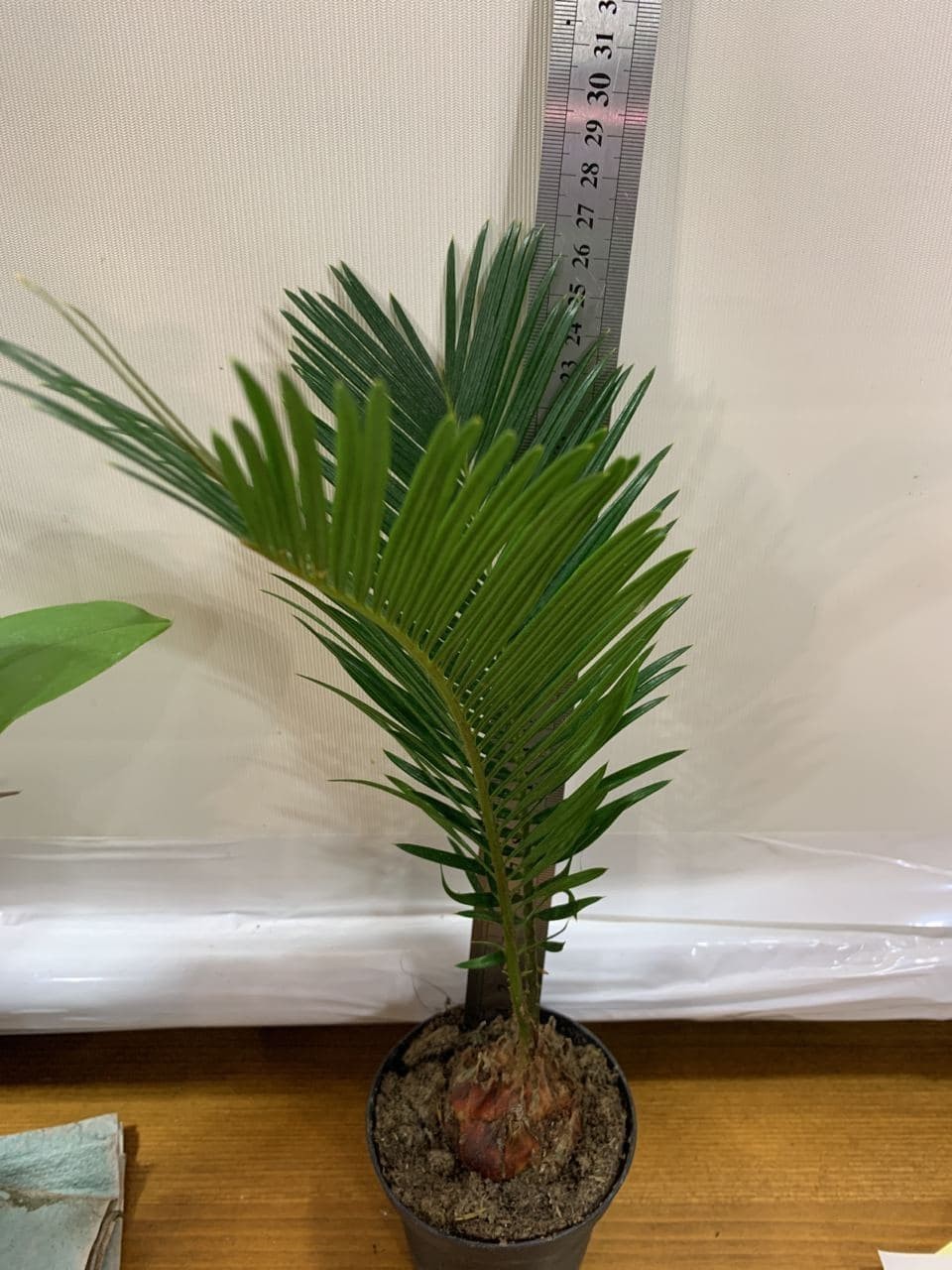 Цикас Революта (Саго́вник поника́ющий) Cycas Revoluta, высота 20 - 30см,  объём горшка 0,5л – фото, отзывы, характеристики в интернет-магазине  ROZETKA от продавца: HG-store | Купить в Украине: Киеве, Харькове, Днепре,  Одессе, Запорожье, Львове