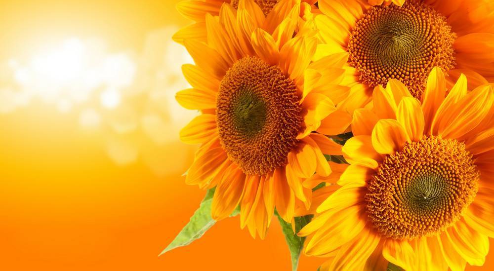 

Картина на холсте LaPrint Подсолнухи 120х80 см