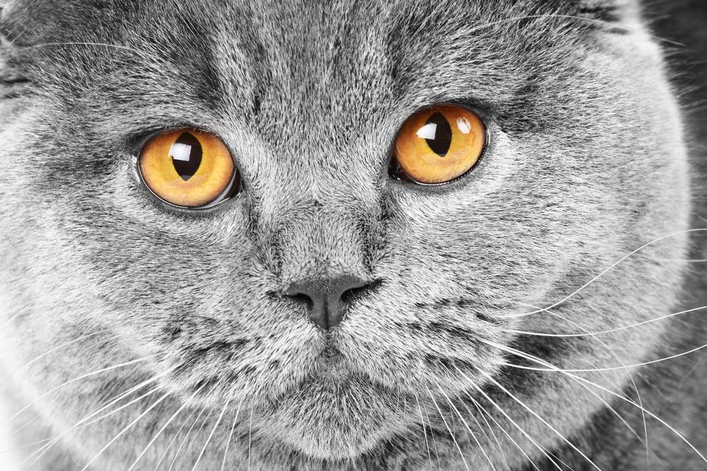 

Картина на холсте LaPrint Коты 120х80 см