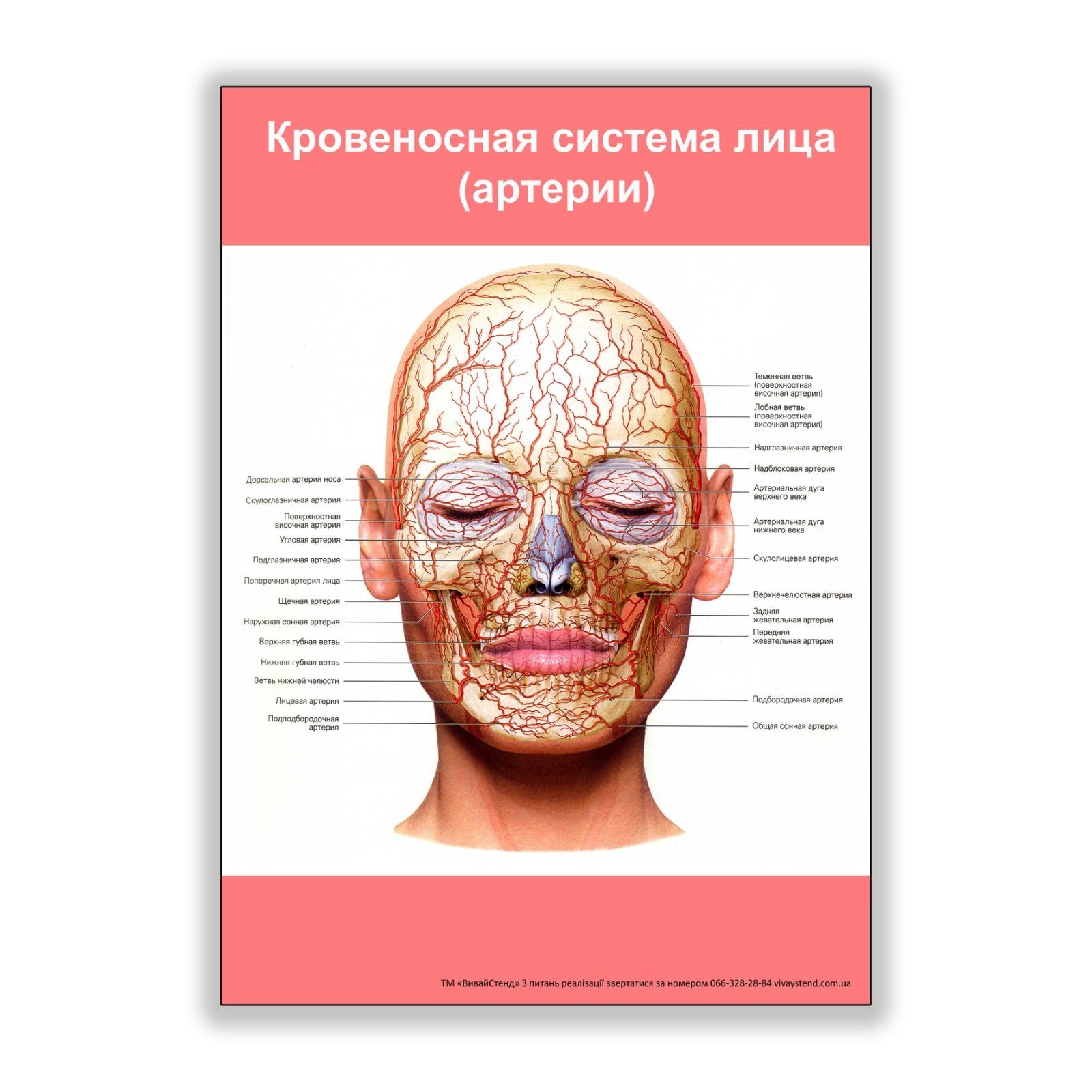 

Плакат Vivay Кровеносная система лица (артерии) А3 (8196)