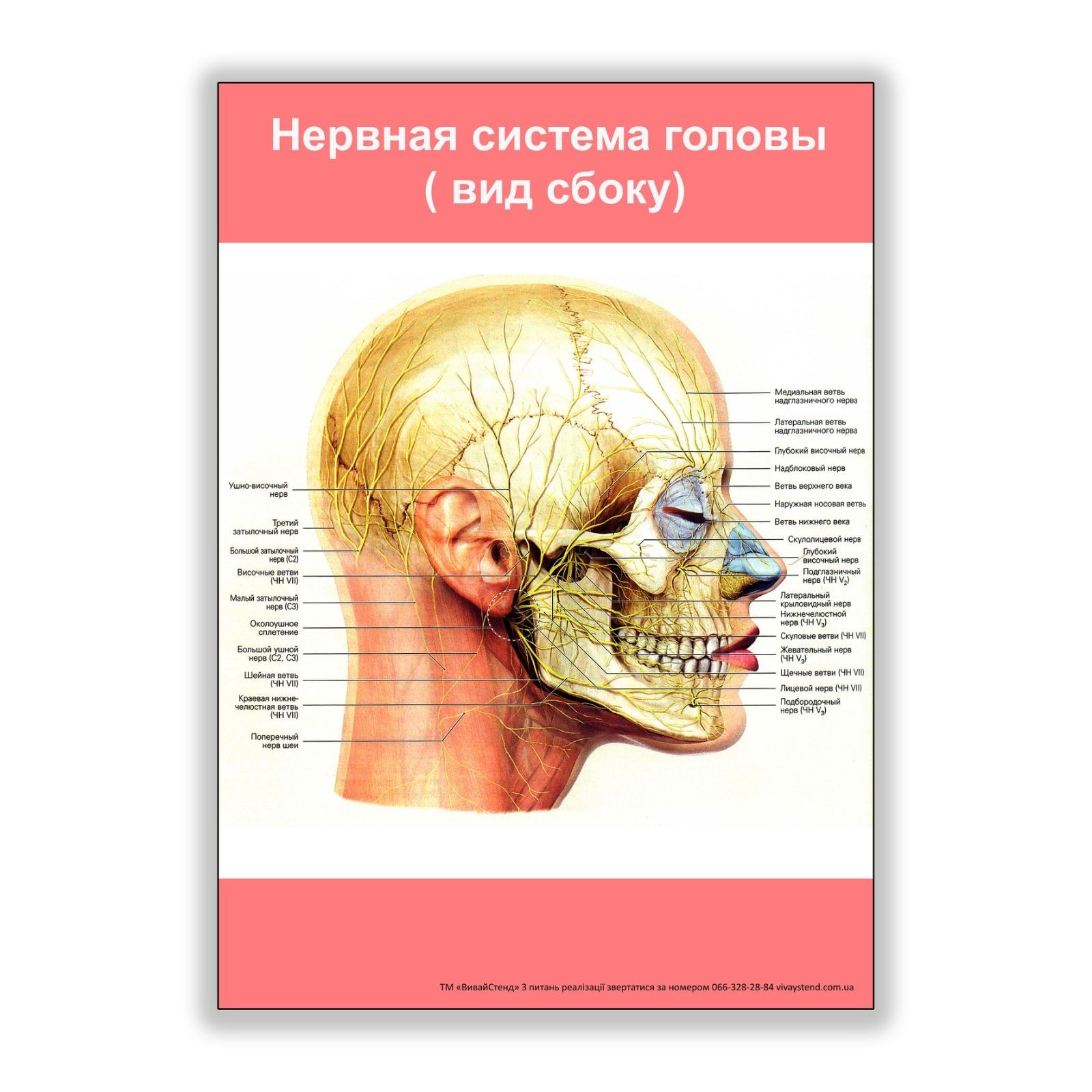 

Плакат Vivay Нервная система головы (вид сбоку) А2 (8139)