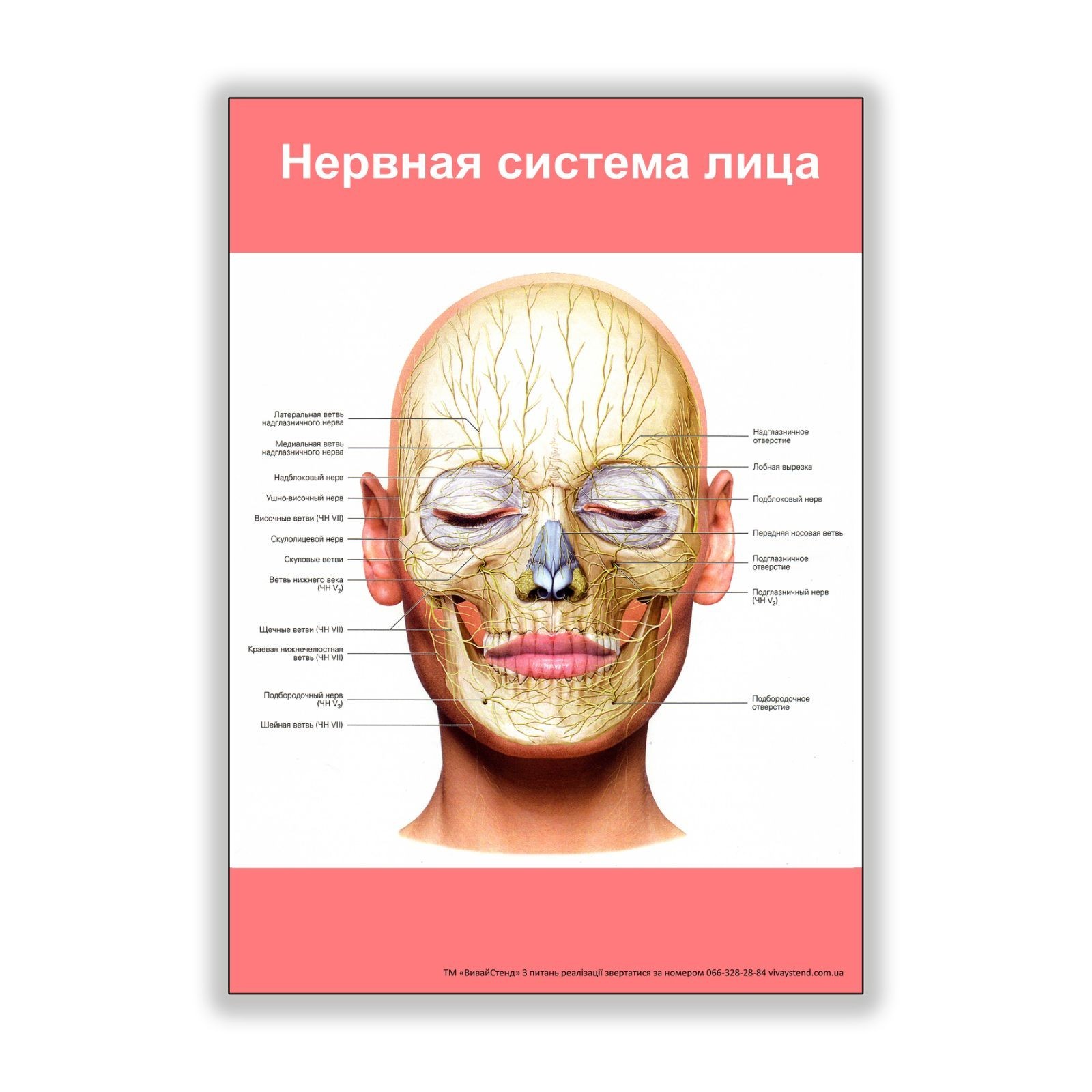 

Плакат Vivay Нервная система лица А2 (8259)