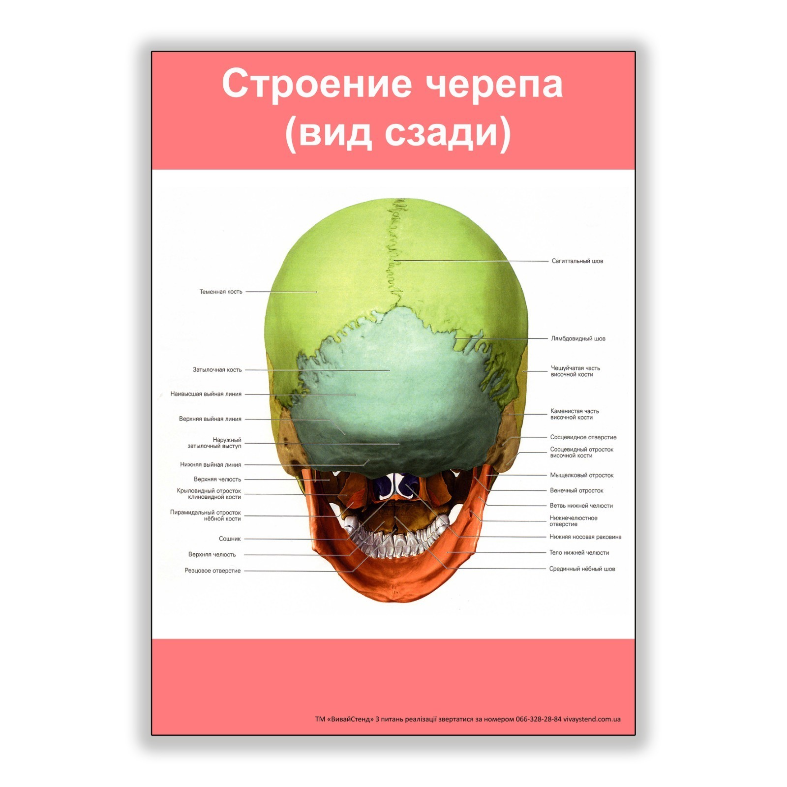 

Плакат Vivay Строение черепа (вид сзади) А3 (8180)