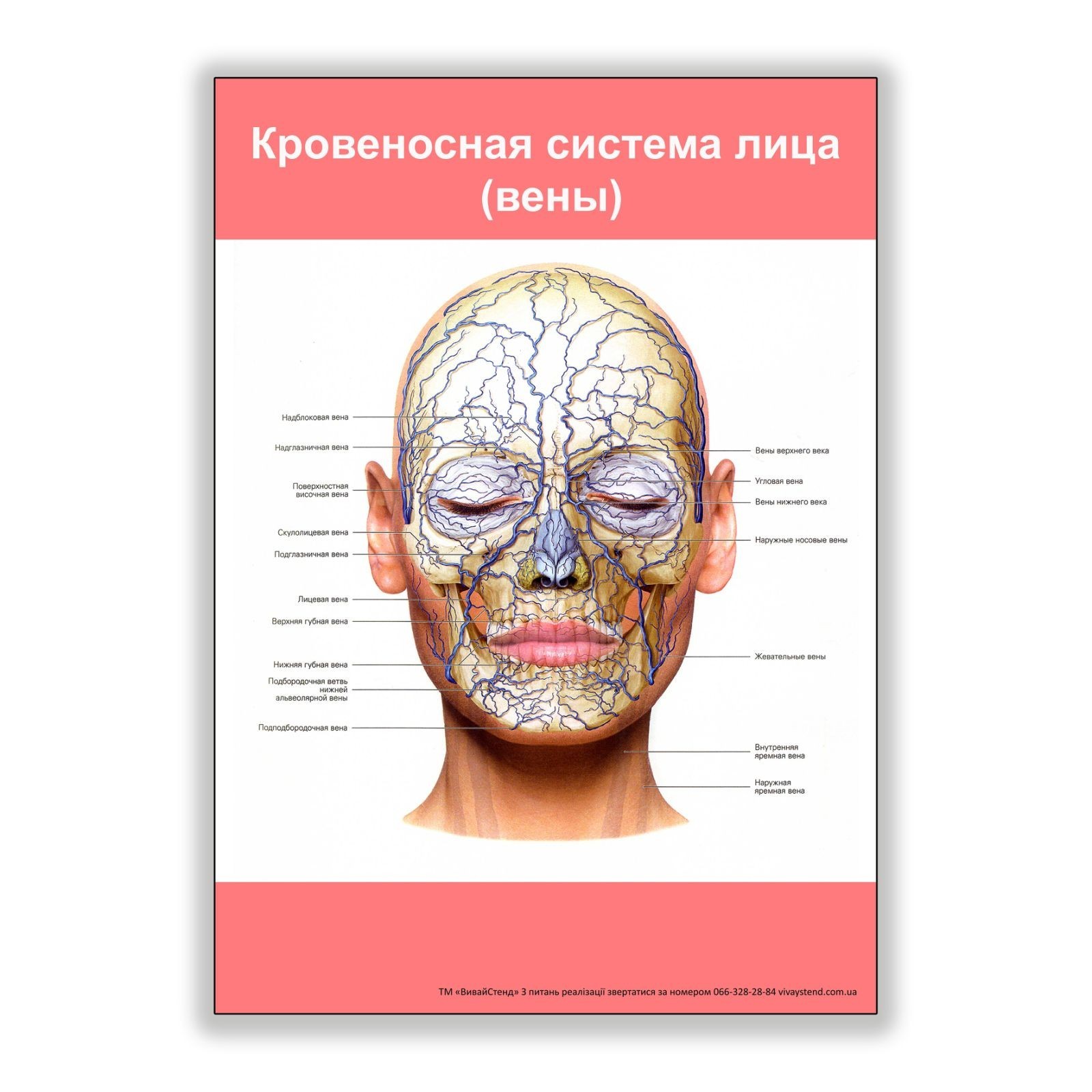 

Плакат Vivay Кровеносная система лица (вены) А3 (8132)