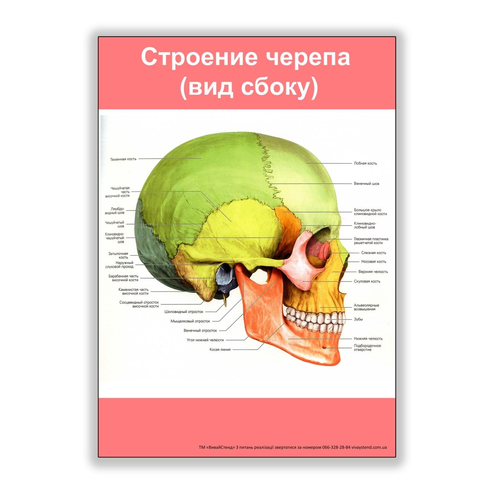 

Плакат Vivay Строение черепа (вид сбоку) А2 (8171)