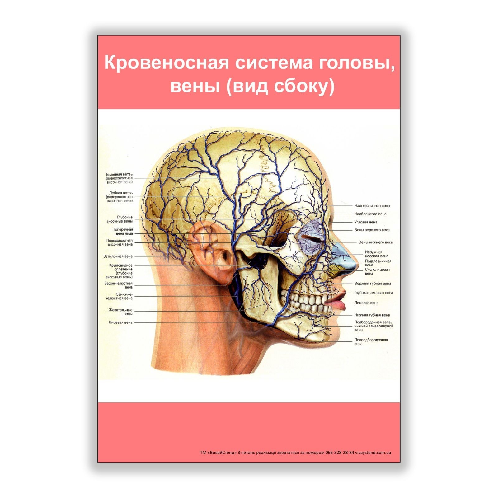 

Плакат Vivay Кровеносная система головы вены (вид сбоку) А2 (8123)