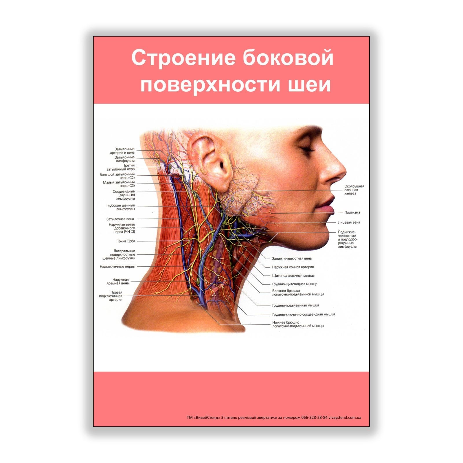 

Плакат Vivay Строение боковой поверхности шеи А2 (8155)
