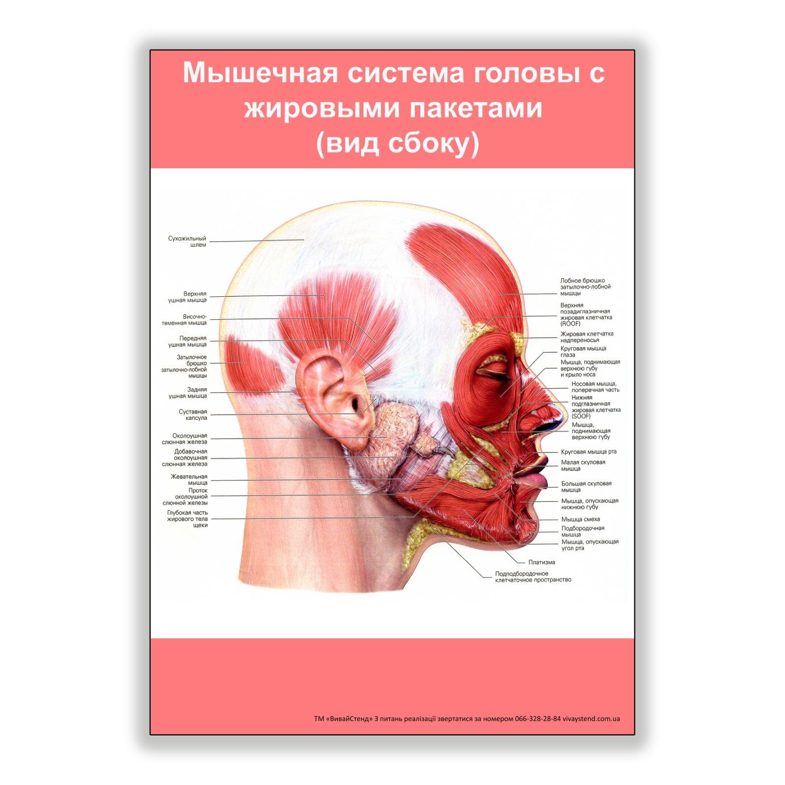 

Плакат Vivay Мышечная система головы с жировыми пакетами (вид сбоку) А2 (8227)