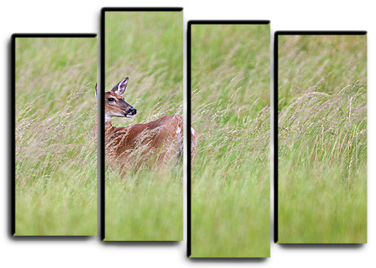 

Модульная картина на холсте из 4 частей дикая природа косуля Hotel Arizona HD 82 см x 112 см