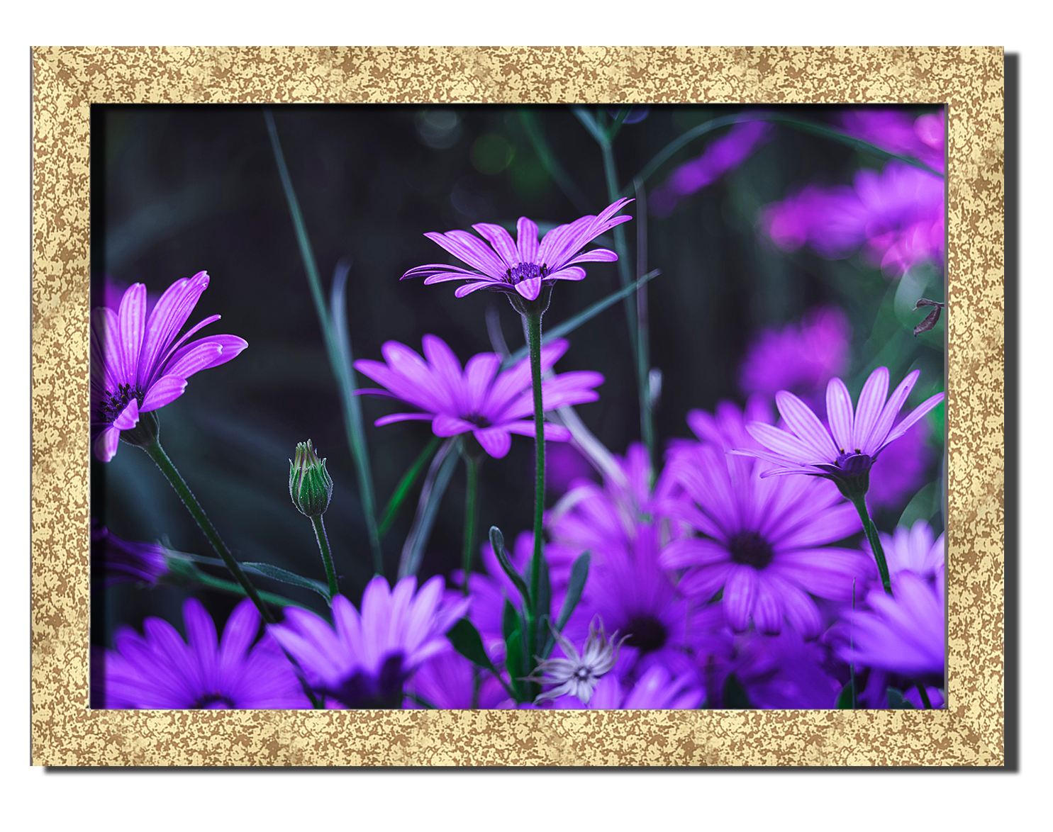 

Golden frame картина на файн-арт бумаге Прекрасная Маргарита любовь цветы роматника свиданье Hotel Arizona HD 31 см x 41 см