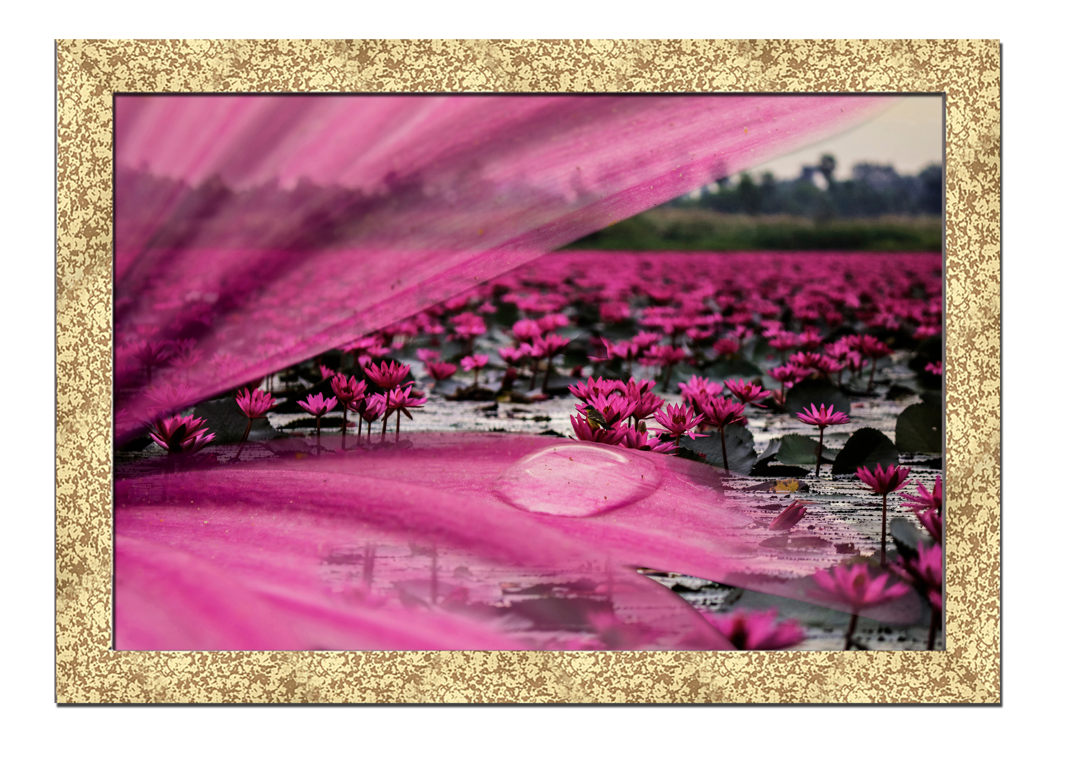 

Golden frame картина на файн-арт бумаге Водные цветы цветы, растения Hotel Arizona HD 31 см x 41 см