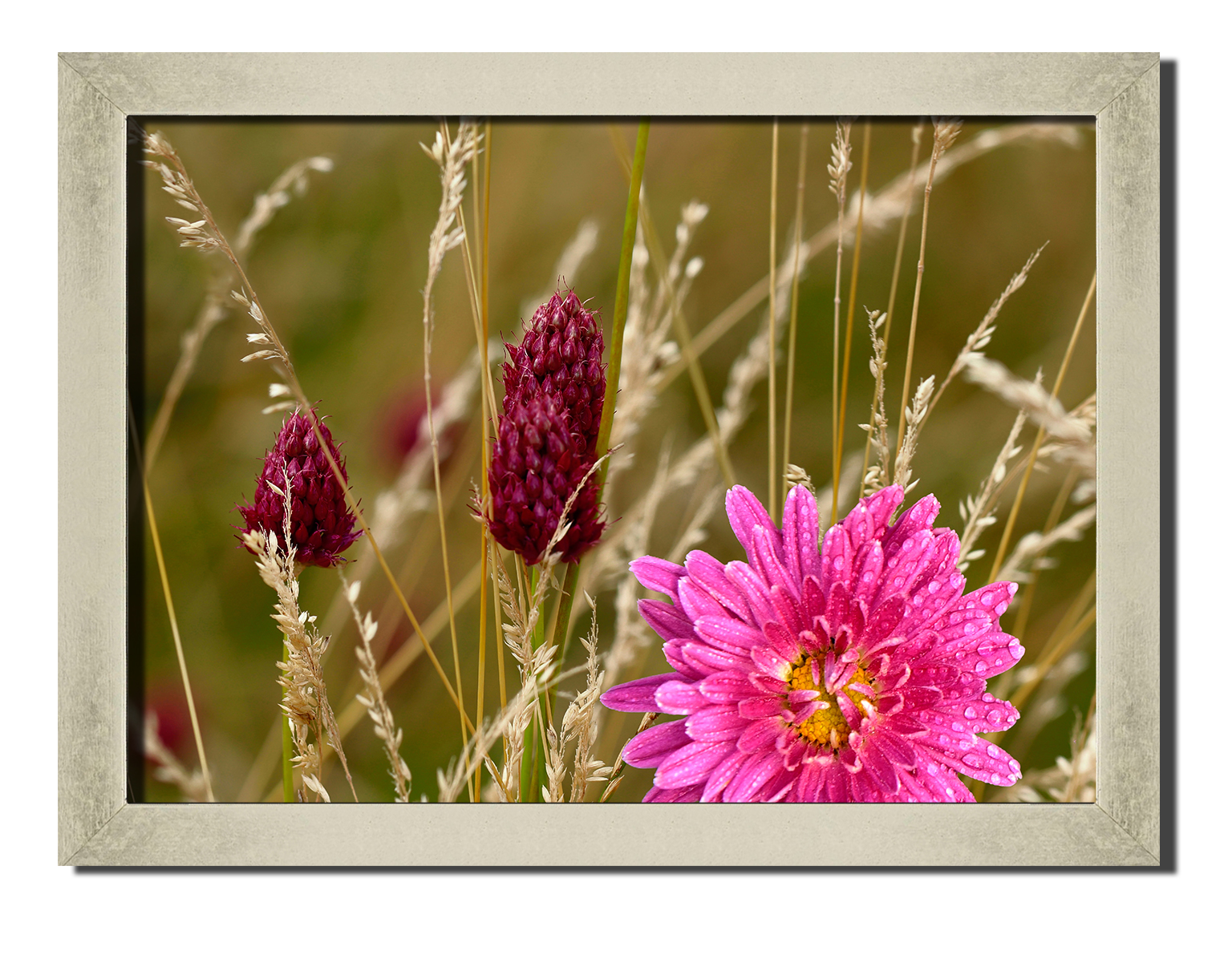 

Silver frame картина на файн-арт бумаге Цветок Аллиум природа пейзаж ландшафт Hotel Arizona HD 31 см x 41 см