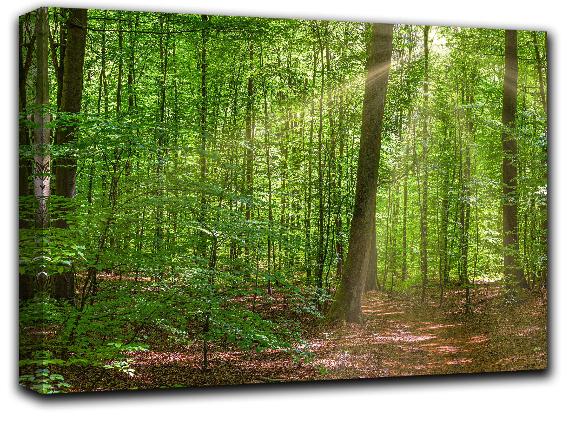 

картина на холсте Солнечный день в лесу природа пейзаж ландшафт Hotel Arizona HD 69 см x 102 см