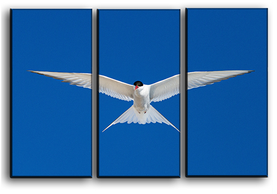 

Модульная картина на холсте из 3 частей орел прица в небе Hotel Arizona HD 56 см x 84 см