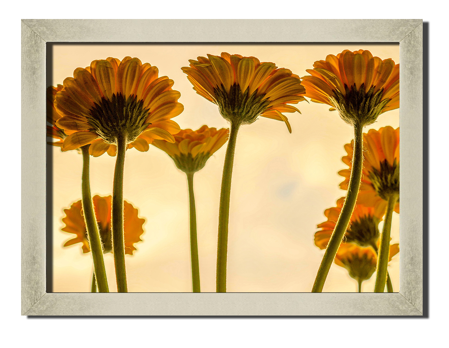

Silver frame картина на файн-арт бумаге Прекрасные цветы природа пейзаж ландшафт Hotel Arizona HD 31 см x 41 см