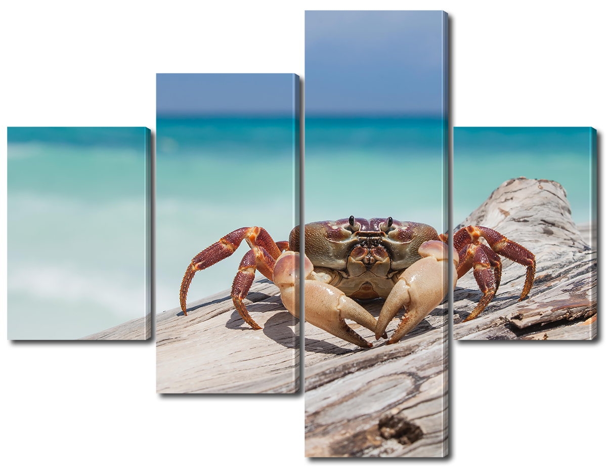 

Модульная картина Interno Холст Краб на берегу 106x78см