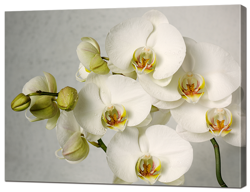 

Картина Interno Эко кожа Ветвь орхидеи 120х92см (А2033XL)