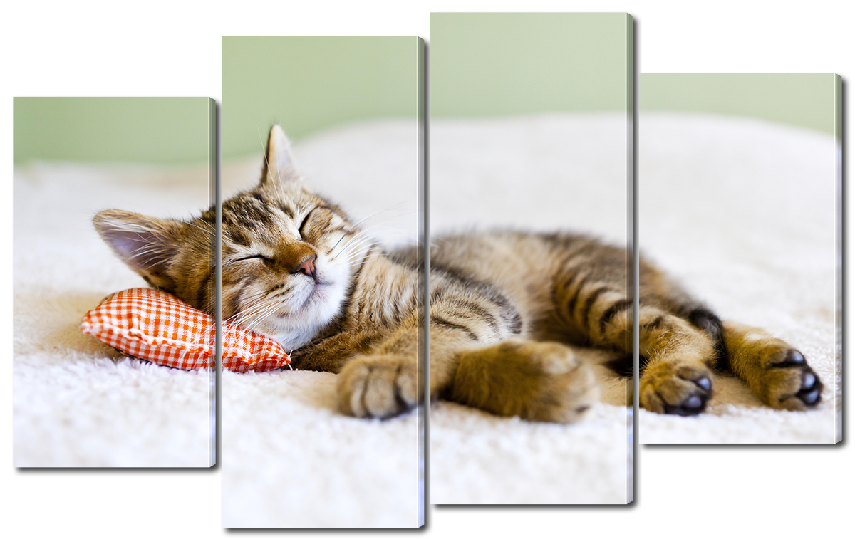 

Модульная картина Interno Холст Спящий кот 114x69см