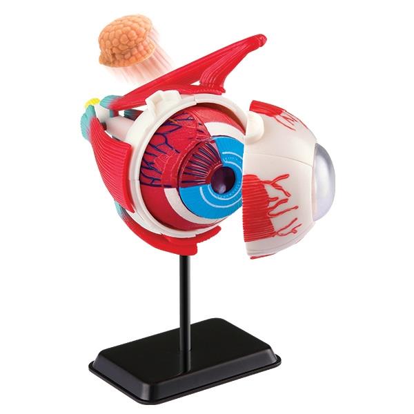 

Модель глазного яблока Edu-Toys сборная, 14 см (SK007)