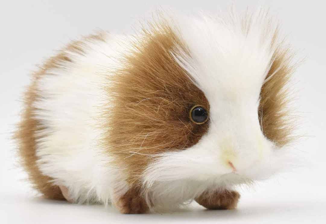 

Мягкая игрушка Hansa ТМ Ханса Морская свинка коричневая с белым 20 см (3735)