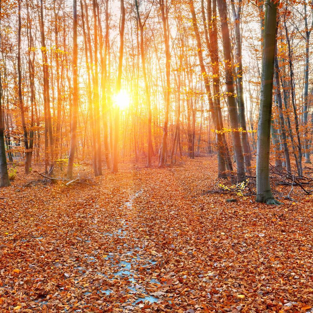 

Картина на холсте LaPrint Осень 120х120 см