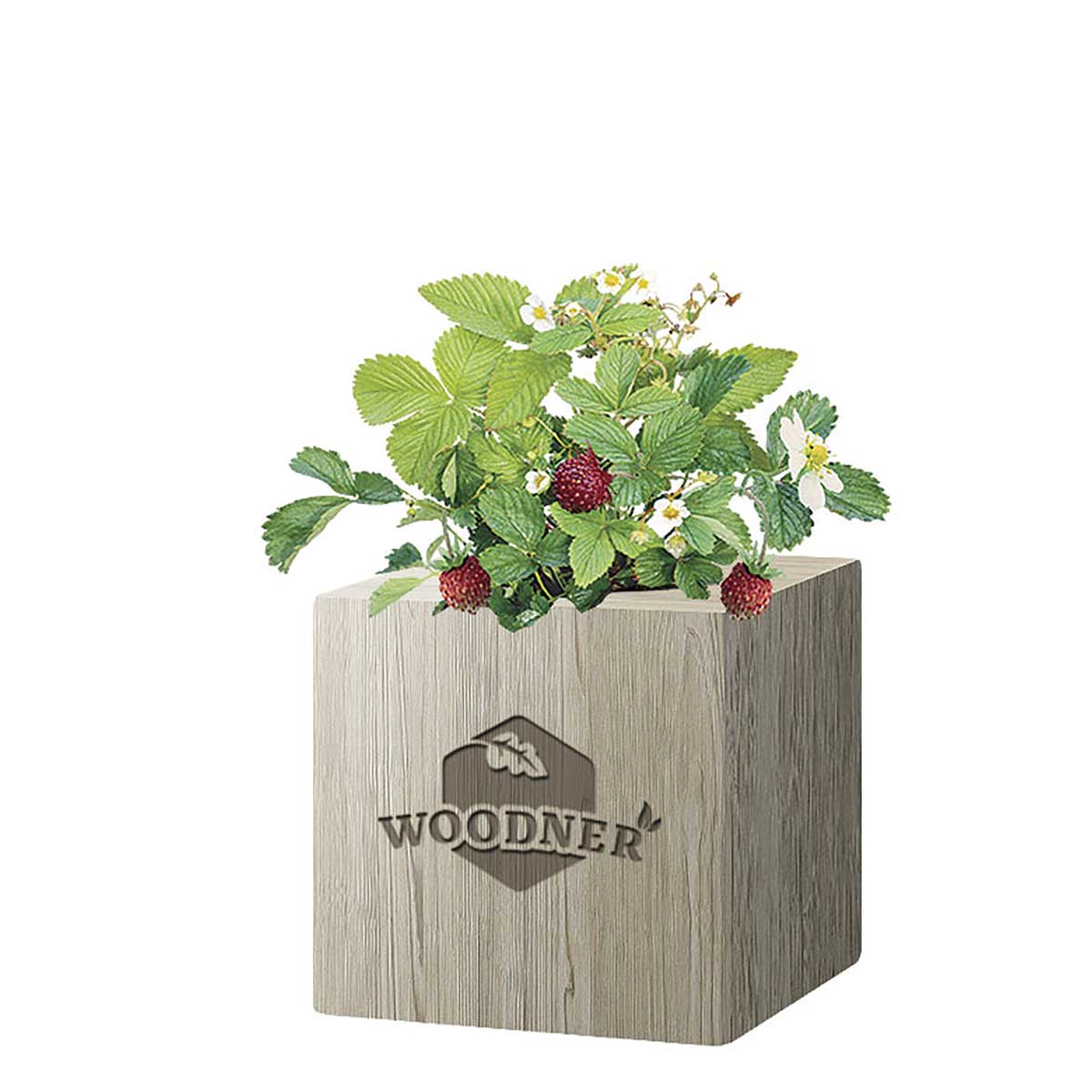 

Набор для выращивания Woodner «Волшебница Земляника» (26657)