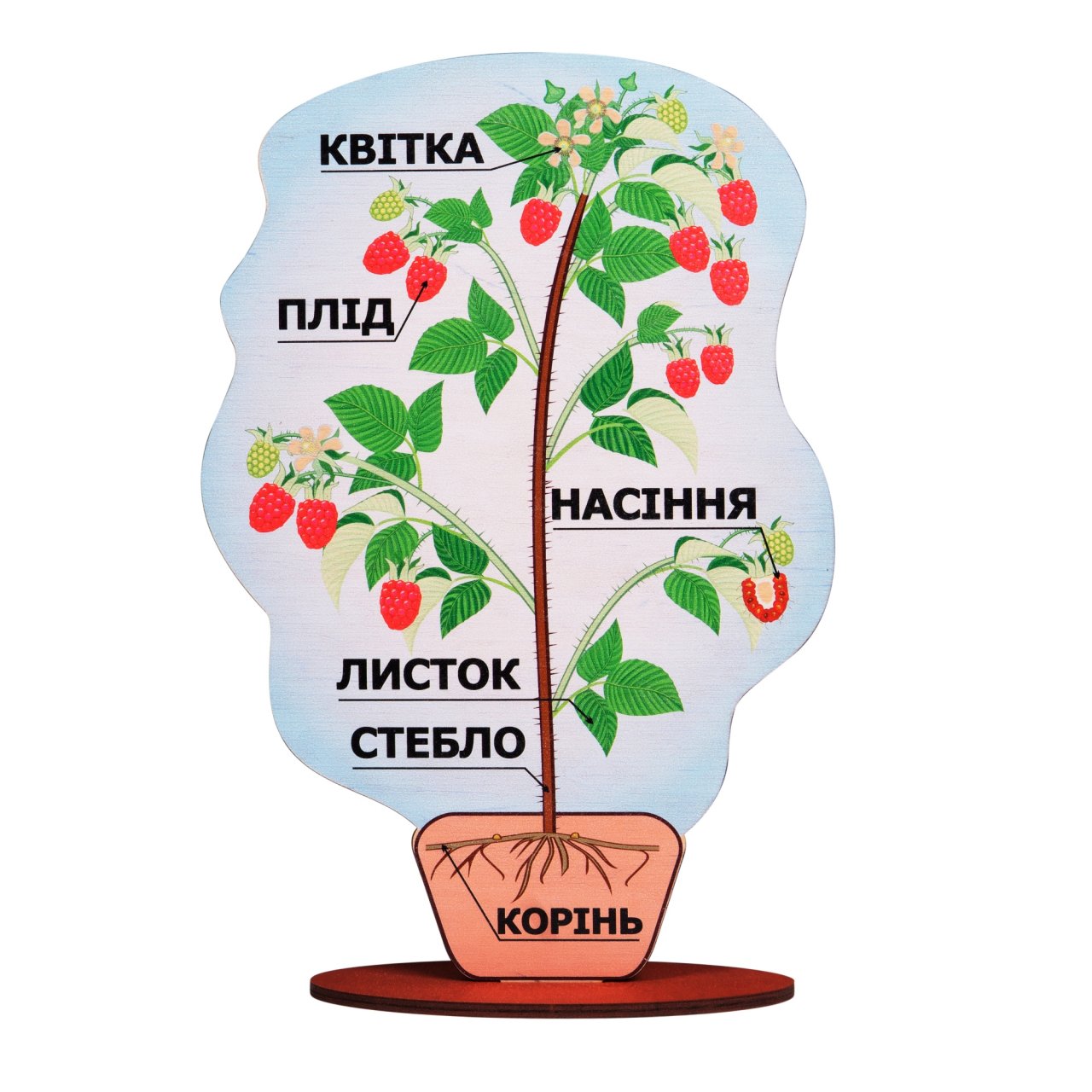 

Модель строения расстения на подставке Малина Дидактическая игра А381 34х24 см