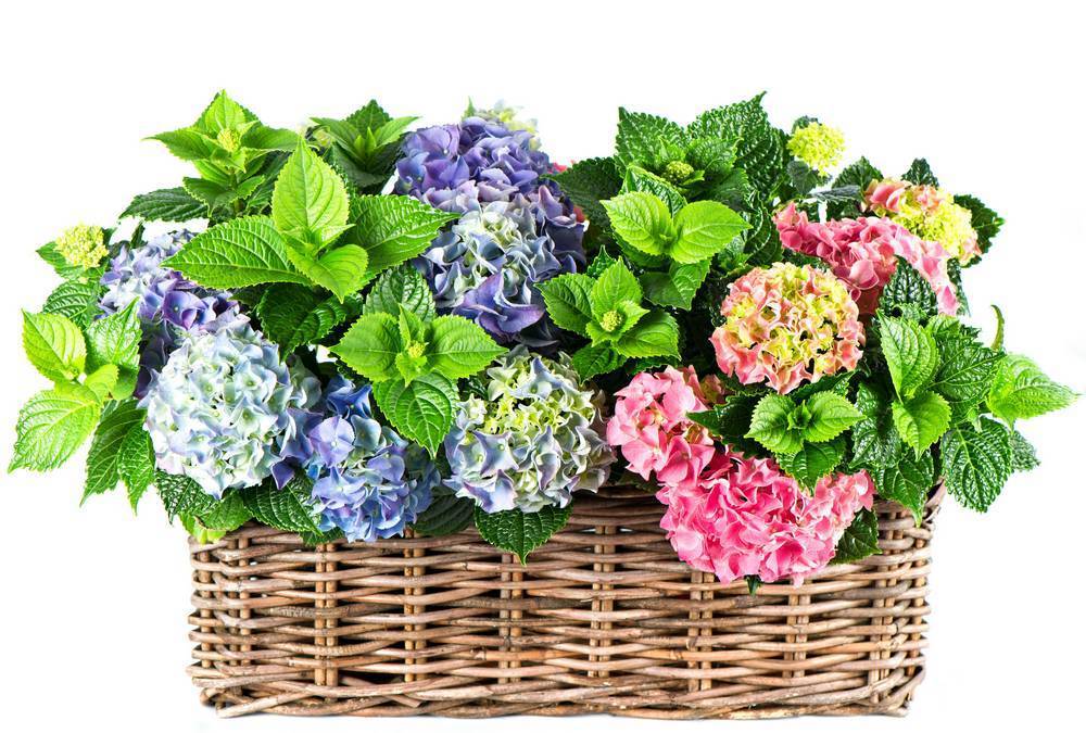 

Картина на холсте LaPrint Цветы 90х60 см