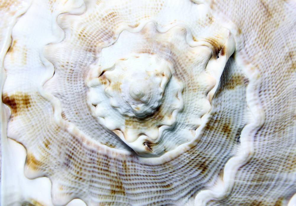 

Картина на холсте LaPrint Ракушки 90х60 см