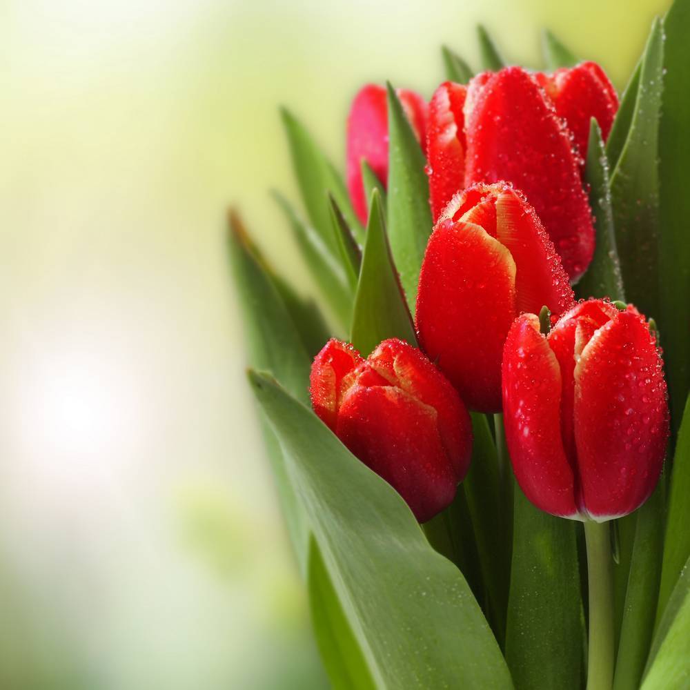 

Картина на холсте LaPrint Тюльпаны 90х90 см