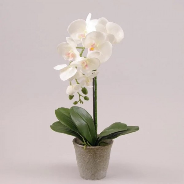 

Орхидея в горшке 55 см. Flora 72681