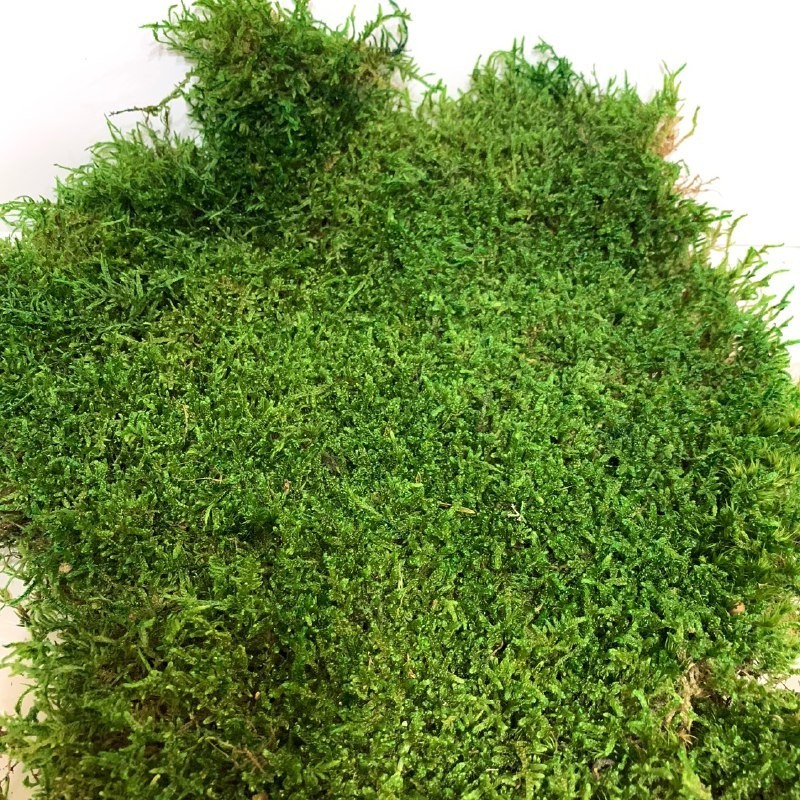 

Мох стабілізований Green Ecco Moss Плоский темно Зелений 100 гр.