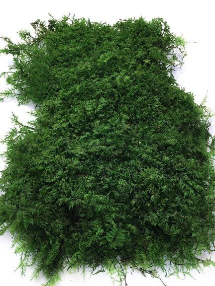 

Мох стабілізований Green Ecco Moss Папоротниковий темно Зелений 100 гр.