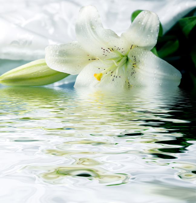 

Фотообои Цветы 'Белая лилия в воде' (1096) , Классик