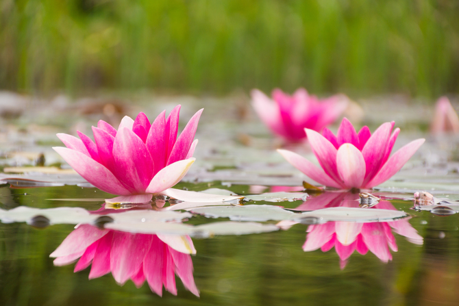 

Фотообои Цветы 'Розовый лостос' (1117) , Мелкий песок